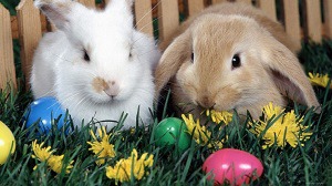 Теплі Великодні знижки до 18% - кроликам подобається!
